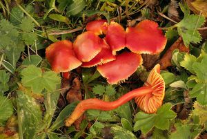 Voskovka šarlatová - Hygrocybe coccinea (Schaeff.) P. Kumm. 1871