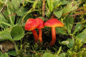 Voskovka šarlatová - Hygrocybe coccinea (Schaeff.) P. Kumm. 1871