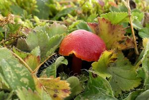 Voskovka šarlatová - Hygrocybe coccinea (Schaeff.) P. Kumm., 1871