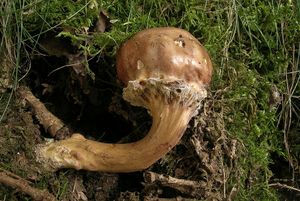 Klikni pro velký obrázek