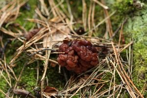 Klikni pro velký obrázek