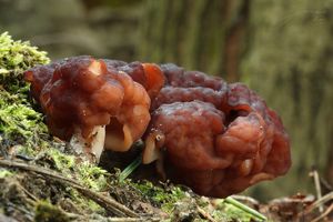 Ucháč obecný - Gyromitra esculenta (Pers.) Fr. 1849