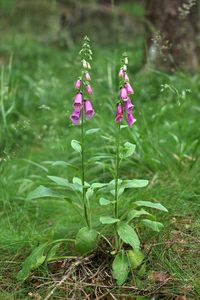 Náprstník červený (Digitalis purpurea)