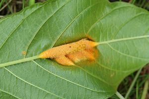 Rez korunkatá - Puccinia coronata Corda 1837