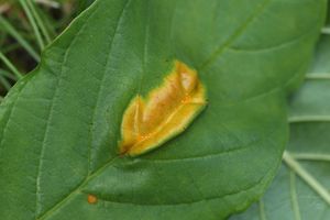 Rez korunkatá - Puccinia coronata Corda