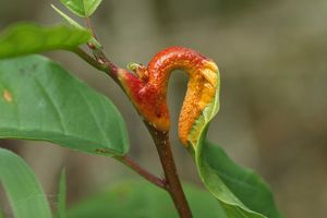 Rez korunkatá - Puccinia coronata Corda