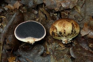 Pestřec jamkatý - Scleroderma areolatum Ehrenb. 1818