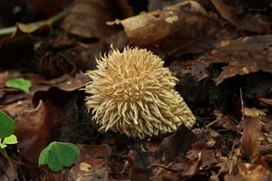 Pýchavka ježatá - Lycoperdon echinatum