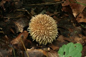 Pýchavka ježatá - Lycoperdon echinatum