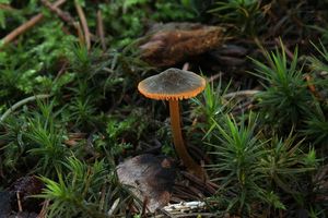 Helmovka zlatobřitá - Mycena aurantiomarginata (Fr.) Quél. 1872