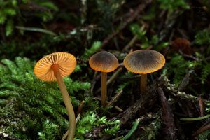 Helmovka zlatobřitá - Mycena aurantiomarginata (Fr.) Quél. 1872