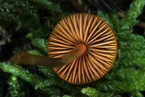 Helmovka zlatobřitá - Mycena aurantiomarginata (Fr.) Quél. 1872