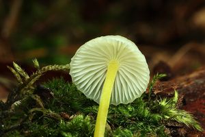 Helmovka slizká - Mycena epipterygia (Scop.) Gray 1821