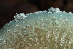 Límcovka měděnková - Stropharia aeruginosa (Curtis) Quél. 1872