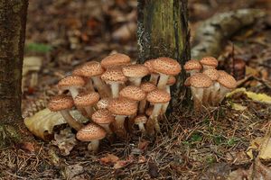 Václavka smrková - Armillaria ostoyae (Romagn.) Herink 1973