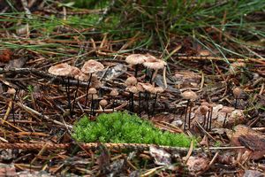 Špička žíněná - Gymnopus androsaceus (L.) Della Maggiora & Trassinelli 2014