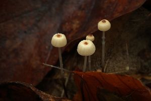 Špička Bulliardova - Marasmius bulliardii Quél. 1878