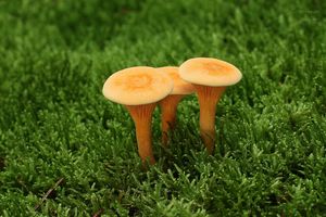 Lištička pomerančová - Hygrophoropsis aurantiaca (Wulfen) Maire 1921