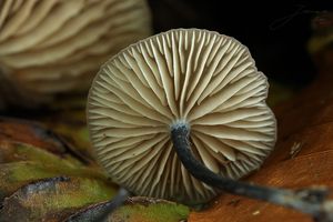 Závojenka hnědofialová - Entoloma tjallingiorum Noordel. 1982