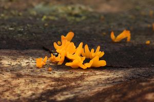 Krásnorůžek vidlený - Calocera furcata (Fr.) Fr. 1827