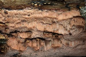 Pórnatka bledoplavá - Ceriporiopsis gilvescens (Bres.) Domański