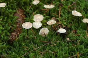 Špička provrtaná - Gymnopus perforans (Hoffm.) Antonín & Noordel. 2008