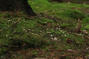 Špička provrtaná - Gymnopus perforans (Hoffm.) Antonín & Noordel. 2008