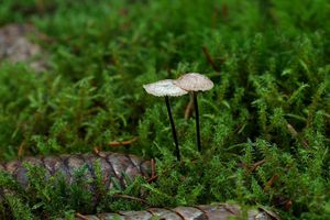 Špička provrtaná - Gymnopus perforans (Hoffm.) Antonín & Noordel. 2008