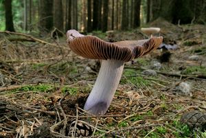 Pavučinec veliký - Cortinarius livido-ochraceus (Berk.) Berk.