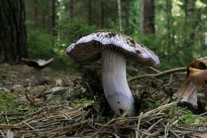 Pavučinec veliký - Cortinarius livido-ochraceus (Berk.) Berk.