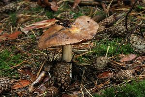 Pavučinec veliký - Cortinarius livido-ochraceus (Berk.) Berk.