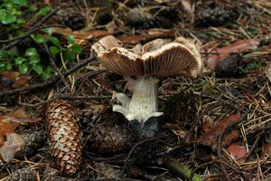 Pavučinec veliký - Cortinarius livido-ochraceus (Berk.) Berk.