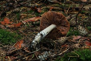 Pavučinec veliký - Cortinarius livido-ochraceus (Berk.) Berk.