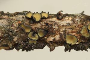 Kornice borová - Cenangium ferruginosum Fr. 1828