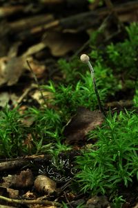 Housenice střevlíková - Cordyceps entomorrhiza