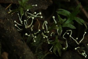 Housenice střevlíková - Cordyceps entomorrhiza