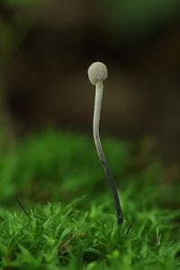 Housenice střevlíková - Cordyceps entomorrhiza