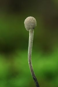 Housenice střevlíková - Cordyceps entomorrhiza