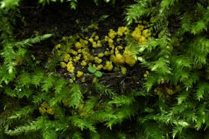 Válečkovka keříčkovitá - žlutá (zlatá) forma - Ceratiomyxa fruticulosa f. aurea (Link) Y. Ja