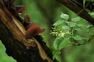 Boltcovitka ucho Jidášovo - Auricularia auricula-judae (Bull.) Quél. 1886
