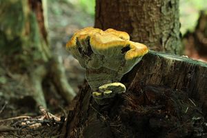 Hnědák Schweinitzův - Phaeolus schweinitzii (Fr.) Pat. 1900