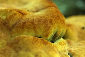 Hnědák Schweinitzův - Phaeolus schweinitzii (Fr.) Pat. 1900