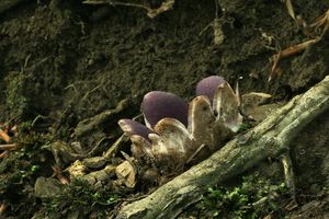 Baňka velkokališná - Sarcosphaera coronaria (Jacq.) J. Schröt.