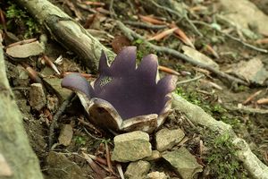 Baňka velkokališná - Sarcosphaera coronaria (Jacq.) J. Schröt. 1893