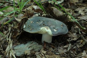 Holubinka namodralá - Russula cyanoxantha (Schaeff.) Fr. 1863