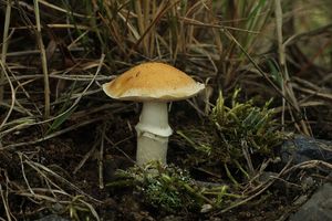 Límcovka věnčená - Stropharia coronilla