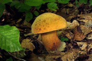 Hřib koloděj - Suillellus luridus (Schaeff.) Murrill 1909