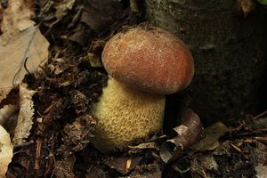 Hřib dubový - Boletus reticulatus Schaeff. 1774
