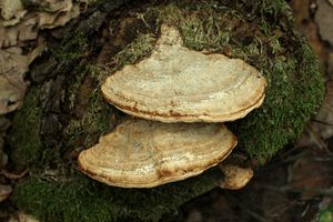 Síťkovec dubový - Daedalea quercina  (L.) Pers. 1801