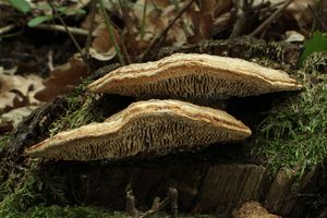 Síťkovec dubový - Daedalea quercina  (L.) Pers. 1801